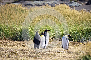 Group of cute Emperor penguins hanging out in the Tierra del Fuego, Patagonia