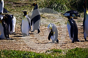 Group of cute Emperor penguins hanging out in the Tierra del Fuego, Patagonia