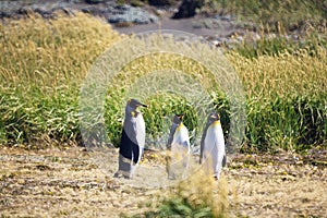 Group of cute Emperor penguins hanging out in the Tierra del Fuego, Patagonia