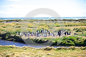 Group of cute Emperor penguins hanging out in the Tierra del Fuego, Patagonia