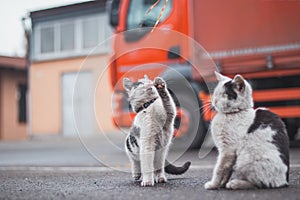 Group of cute, frisky kittens run around and play with each other. The cuteness of four-legged babies. A family of cats. Young