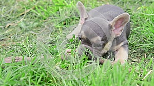 group of cute funny multi-colored french bulldog puppies play funny in the summer in the green grass. dogs bite and gnaw