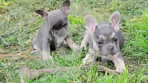 group of cute funny multi-colored french bulldog puppies play funny in the summer in the green grass. dogs bite and gnaw
