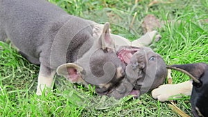 group of cute funny multi-colored french bulldog puppies play funny in the summer in the green grass. dogs bite and gnaw