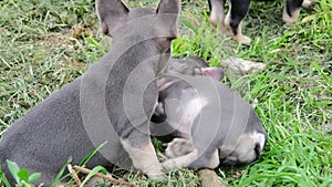 group of cute funny multi-colored french bulldog puppies play funny in the summer in the green grass. dogs bite and gnaw