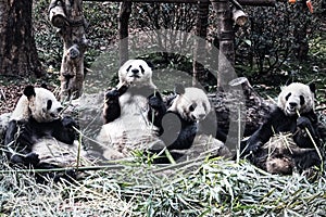 Group of cute giant panda bear eating bamboo
