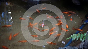 A group of cute gold fish at pet store swimming and interested