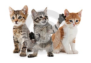 Group of cute kittens on white background