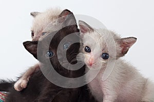 Group cute kitty cat relax on white background