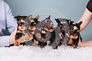 Group of Cute Little Colorful Yorkshire Terrier Puppies with Hairpins on their Heads