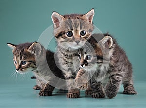 Group of cute little kittens