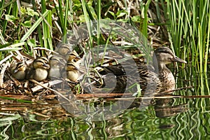 A group of cute Mallard duckling Anas platyrhynchos resting in the reeds at the side of a stream with their mother in the water