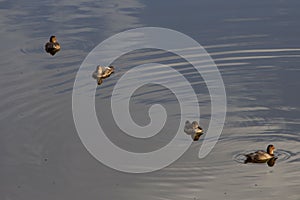 Group of cute mallards swimming in the crystal clear river