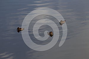 Group of cute mallards swimming in the crystal clear river