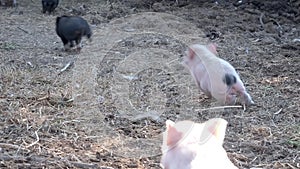 A group of cute newborn pigs are running around on the farm. Bio concept, animal health, friendship, love for nature