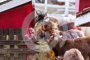 Group of cute of nigerian dwarf goats eating hay by the barn. Beautiful farm animals at petting zoo photo