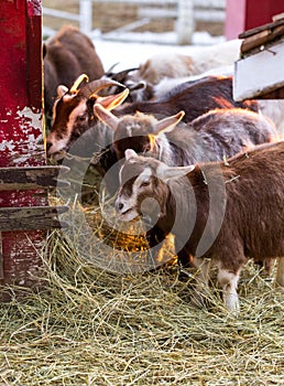 Group of cute of nigerian dwarf goats eating hay by the barn. Beautiful farm animals at petting zoo