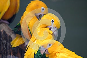 A group of cute pet parrots Sun Conure & x28;Aratinga solstitialis& x29; perched on the log