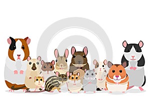 Group of cute pet rodents