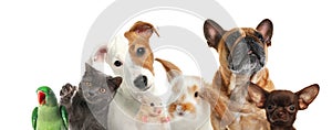 Group of cute pets on white background. Banner design