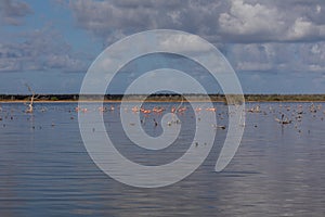 Group of cute pink flamingos hanging out in the middle of the ocean in Bonaire, Caribbean