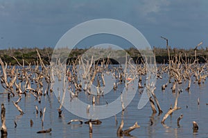 Group of cute pink flamingos hanging out in the ocean in Bonaire, Caribbean