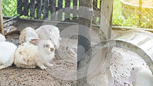 A group of cute short haired wet rabbits on the floor on a rainy