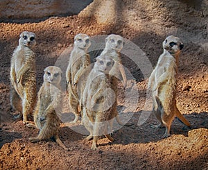 Group of cute standing meerkats (Suricata suricata)