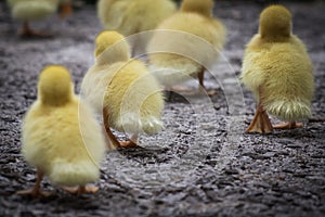 Group of cute yellow fluffy ducklings in springtime, animal family concept