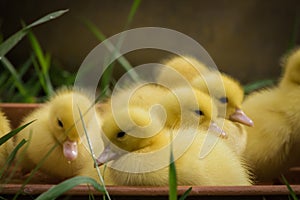 Group of cute yellow fluffy ducklings in springtime green grass, animal family concept