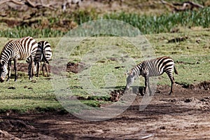 Group of cute zebras eating grass in the Lewa Conservancy in Kenya on a sunny day