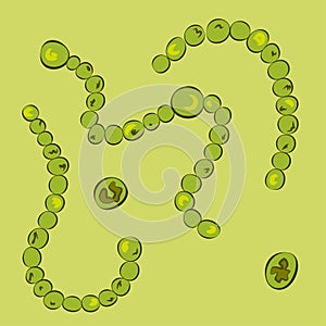 Group of Cyanobacteria on green background, vector illustration photo