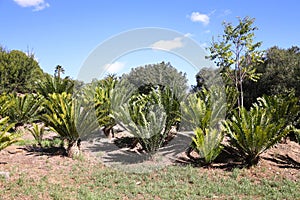 A group of Cycads in Majik Forest, Durbanville