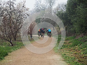 Group of cyclists practicing sport, Lerida, Spain, Europe