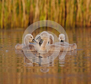 Group of cygnets glide gracefully across the tranquil waters of a lake