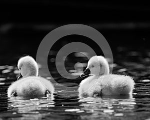 Group of cygnets glide gracefully across the tranquil waters of a lake in grayscale