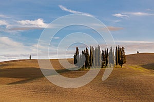Group of cypress trees