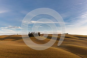 Group of cypress trees