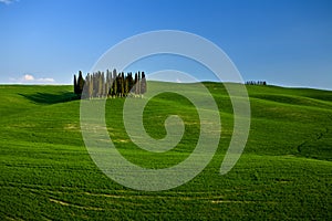 Group of cypress trees in the tuscany