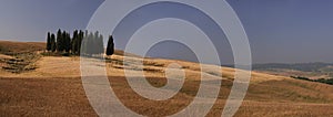 Group of cypresses photo