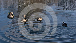 Group of dabbling mallard ducks (anas platyrhynchos) swimming in pond of park in Sigmaringen, Germany.