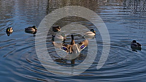 Group of dabbling mallard ducks swimming in pond of a park in Sigmaringen, Germany with one duck spreading wings.