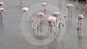 Group of dabblingg flamingos, Camargue, France