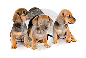 Group of dachshund puppies