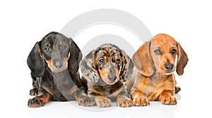 Group Dachshund puppies lying together. isolated on white background