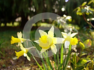 Some daffodil in the forest