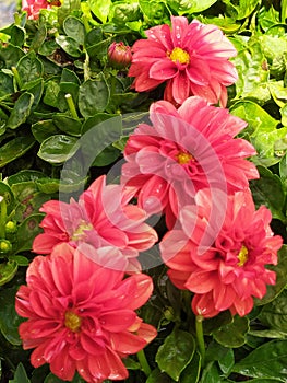 A group of Dahlias with wet petals. Un grupo de Dalias con los pÃÂ©talos mojados photo