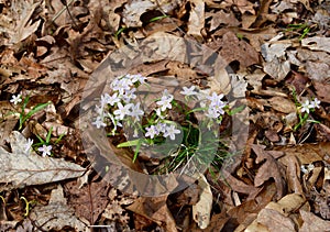 A group of dainty white and pink spring beauty flowers emerging from the forest floor.