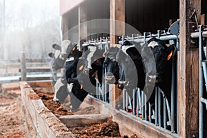 Dairy Cows in a barn