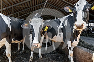 Group of dairy cows in livestock